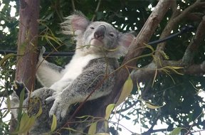 Resealing UK Probate in Australia