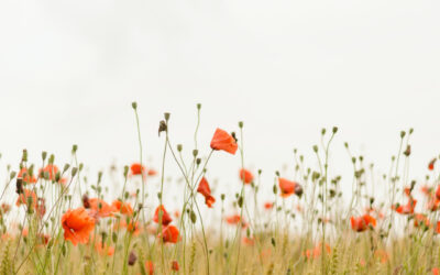 Life Insurance and Probate – All You Need to Know